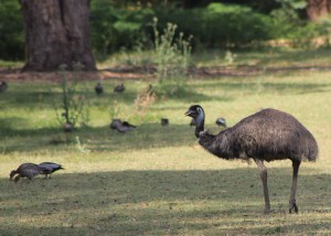 Emu Grampians National Park