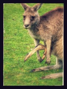 Kangaroo Pouch Grampians National Park