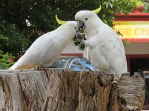 Cockatoo Grampians National Park