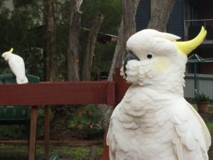 Cockatoo Grampians National Park