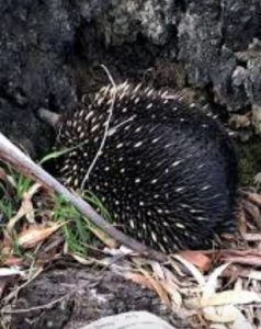 Echidna Grampians National Park