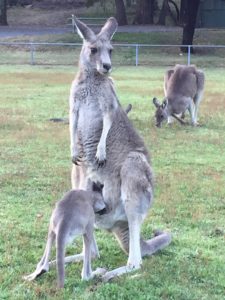 Joey in Pouch Grampians National Park