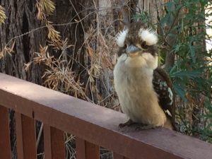 Kookaburra Grampians National Park