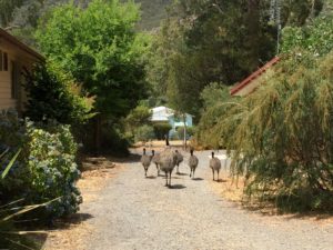 Emu and Chicks Grampians National Park