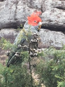 Cockatoo Grampians National Park