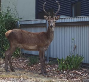 Deer Grampians National Park