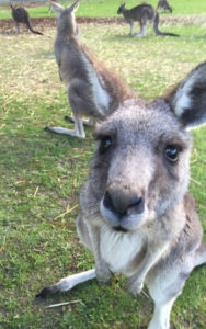 Kangaroo Grampians National Park