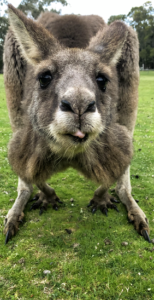 Kangaroo Grampians National Park